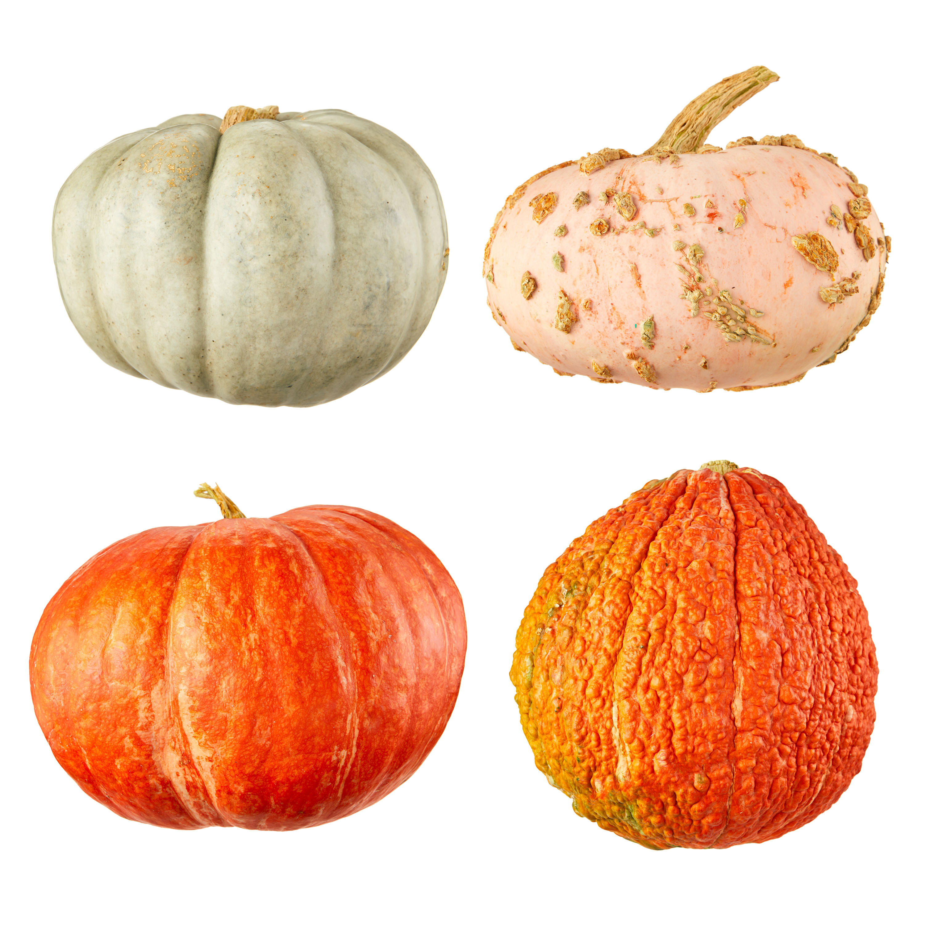 Autumn Pumpkins, Each (Color and Variety May Vary)